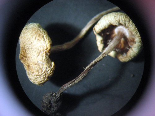 Pluteus? Aiutatemi a venirne fuori.